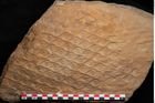 Foto (Detailansicht) von Lepidodendron aculeatum St. (NHMW-GEO-2024-0188-11017)